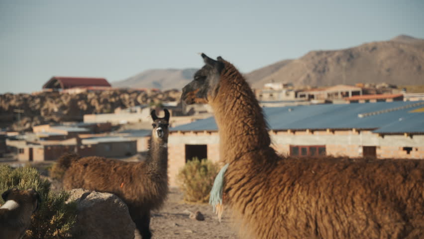 Llamas walking slowly through a quiet Bolivian village in the highlands on a calm afternoon with traditional adobe houses in the background