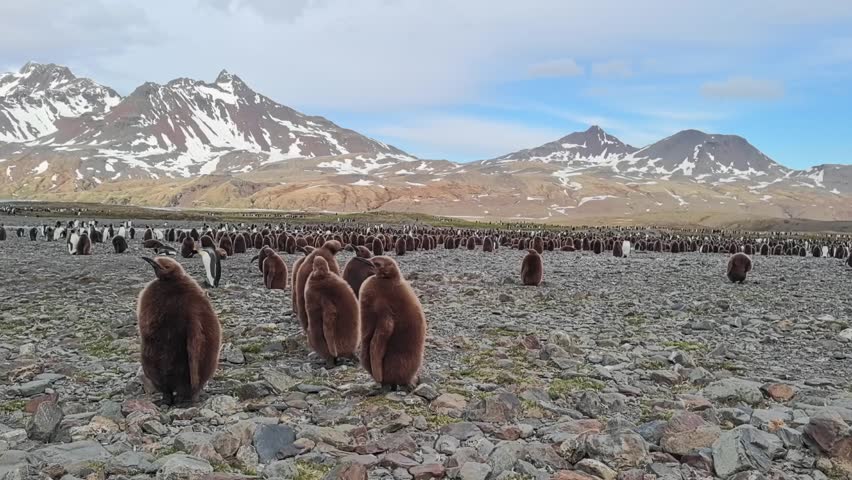 A large colony of penguins inhabiting Antarctica