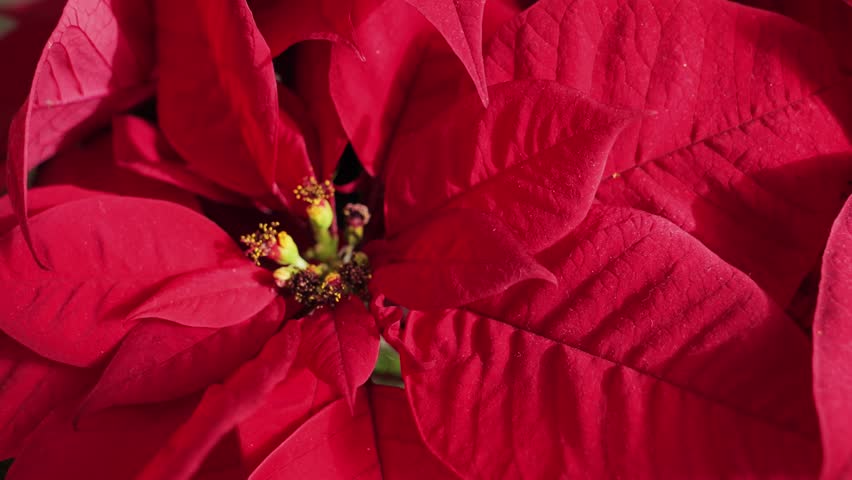 Poinsettia Christmas flower plant close up. Euphorbia Pulcherrima. High quality 4k footage
