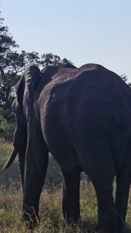 An African bush elephant (Loxodonta africana) in its natural habitat near Gqeberha (Port Elizabeth), Eastern Cape, South Africa. Captured in the wild, showcasing the majesty of African wildlife.