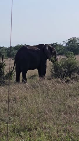 An African bush elephant (Loxodonta africana) in its natural habitat near Gqeberha (Port Elizabeth), Eastern Cape, South Africa. Captured in the wild, showcasing the majesty of African wildlife.