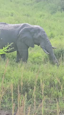 An African bush elephant (Loxodonta africana) in its natural habitat near Gqeberha (Port Elizabeth), Eastern Cape, South Africa. Captured in the wild, showcasing the majesty of African wildlife.