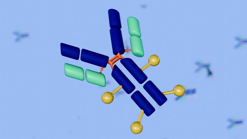 A 3D animation of multiple Y-shaped antibody molecules, foating around in the background, illustrating antibody-drug conjugates (ADCs).