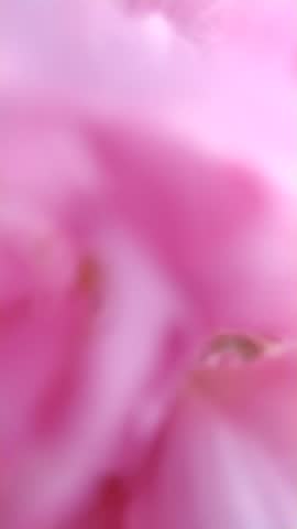 A flower that appears full and has layers of petals (double-petals), resembling certain varieties of hibiscus flowers or layered roses. The color is light pink (bright pink).