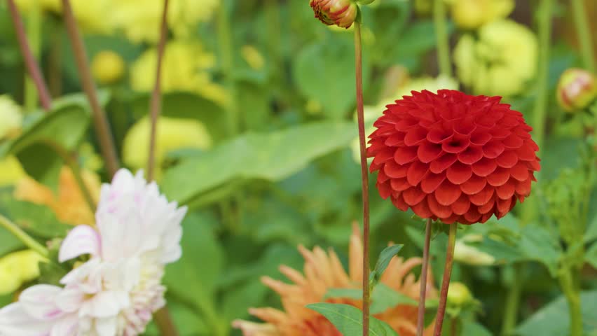 Vivid red dahlia flower sways gently outdoors, surrounded by colorful blooms and green foliage