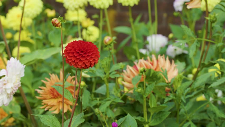 Red dahlia sways gently among diverse blooming flowers in bright, natural daylight, slight camera pan