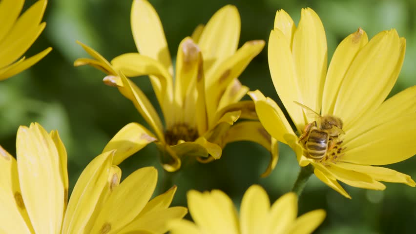 Honeybee lands on yellow wildflower, gathers pollen, macro close-up, soft natural daylight, shallow focus - Powered by Shutterstock - Get 15% off with code: PIKWIZARD15