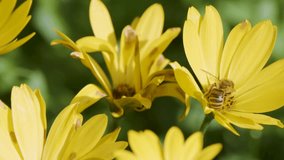 Honeybee lands on yellow wildflower, gathers pollen, macro close-up, soft natural daylight, shallow focus - Powered by Shutterstock - Get 15% off with code: PIKWIZARD15