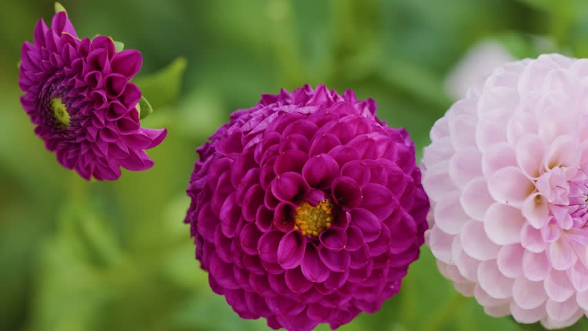 Camera slowly pans over vibrant pink and purple dahlia flowers with soft natural daylight