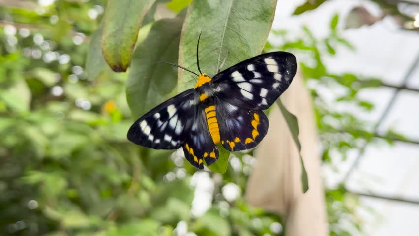 Black and orange butterfly remains still on green leaf, natural daylight, shallow depth of field