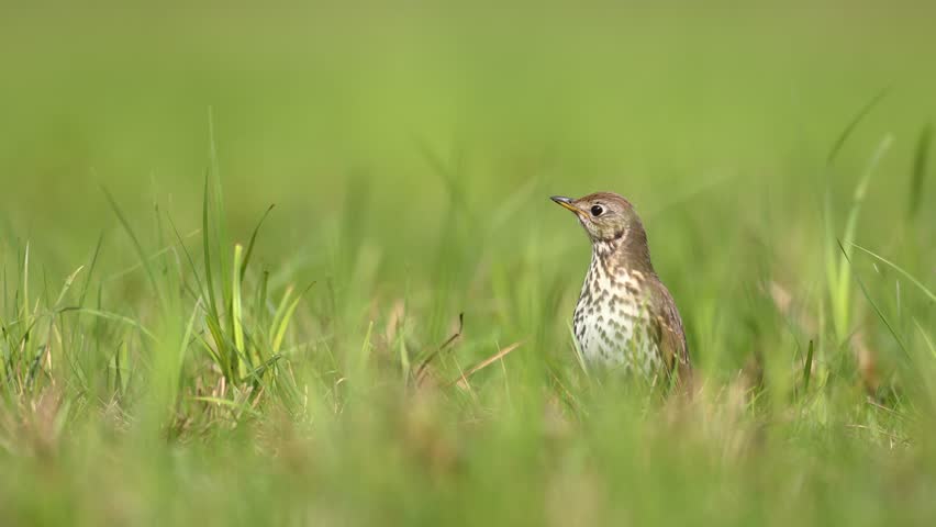 Bird - Song Trush Turdus philomelos on the spring green meadow amazing warm light sunset sundown Poland Europe