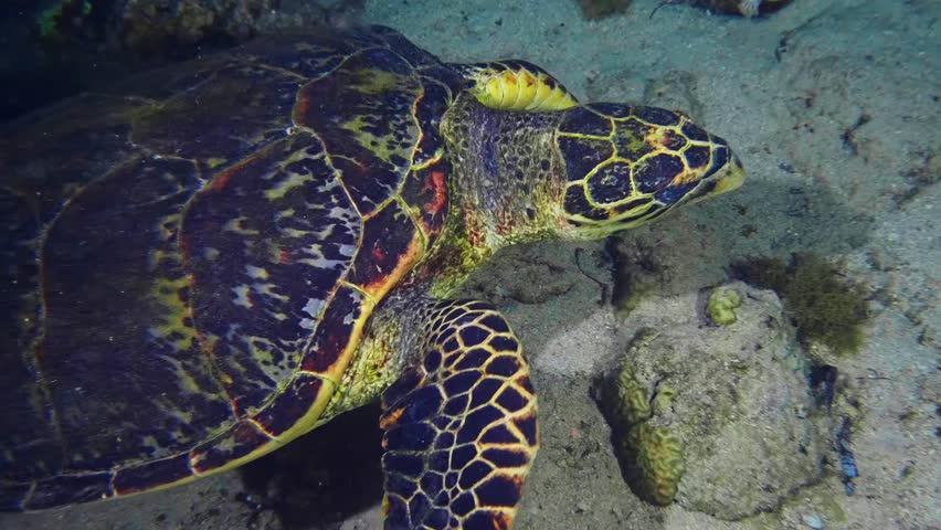 Close up footage of a critically endangered Hawksbill sea turtle Eretmochelys imbricata gracefully swimming over a vibrant coral reef in clear, blue tropical waters.