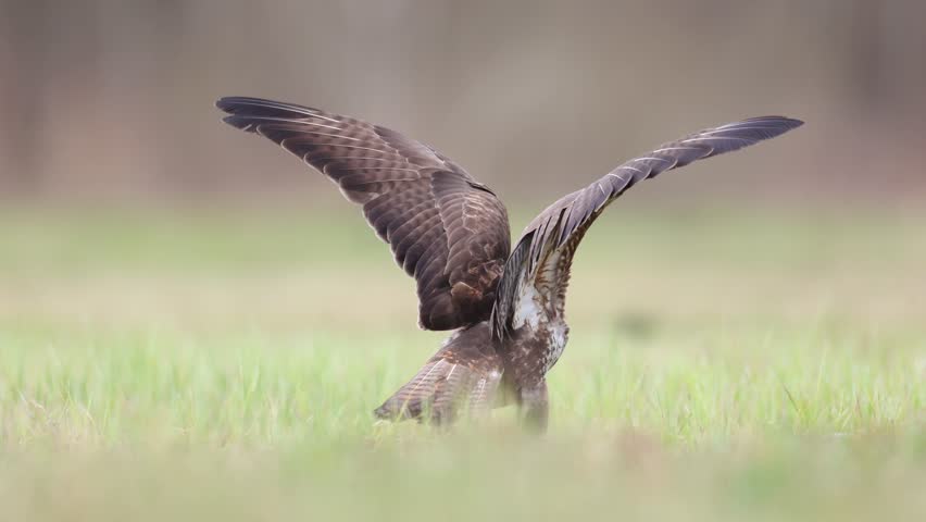 Birds of prey - eating Common buzzard Buteo buteo in the fields in spring, buzzards in natural habitat, hawk bird on the ground, predatory bird close up bird of prey Poland Europe