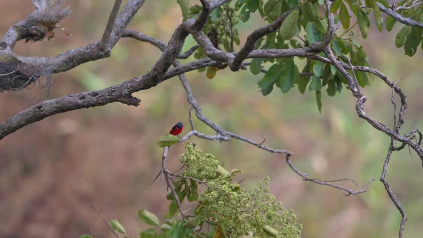 Tiny Bright Red and Black Bird Standing on a Green Leaf Among Intricate Tree Branches, Against a Smooth, Warm Bokeh Background