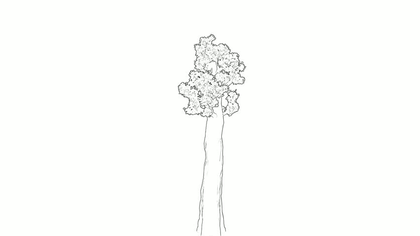 Elegant Line Art Tree Animation on White Background