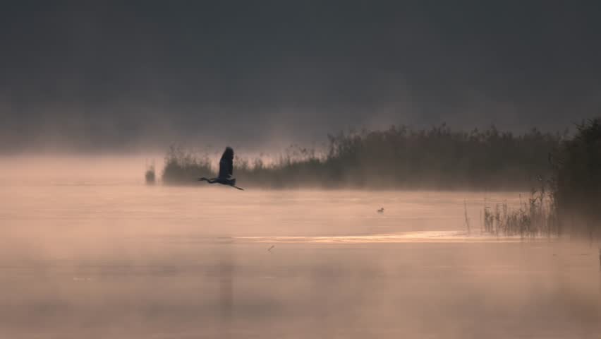 A heron in fog over a lake during sunrise, barely visible in the morning mist, filmed in slow motion.