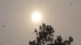 Golden Sunset Over Snowy Pine Forest During Falling Snow. Snowfall in Winter Pine Forest with Red Sun in the Sky - Powered by Shutterstock - Get 15% off with code: PIKWIZARD15