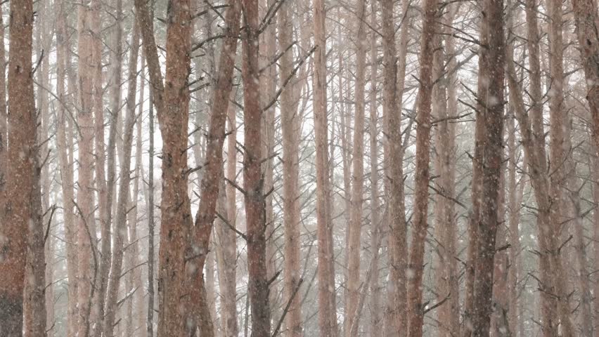 Snowfall in Winter Pine Forest with Tall Evergreen Trees Covered in Snow During Falling Snowflakes. Scenic Nature. Landscape, Winter Background - Powered by Shutterstock - Get 15% off with code: PIKWIZARD15