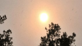 Snowfall in Winter Pine Forest with Red Sun in the Sky. Beautiful Winter Sunset in Snowy Pine Forest with Falling Snow and Golden Sunlight - Powered by Shutterstock - Get 15% off with code: PIKWIZARD15