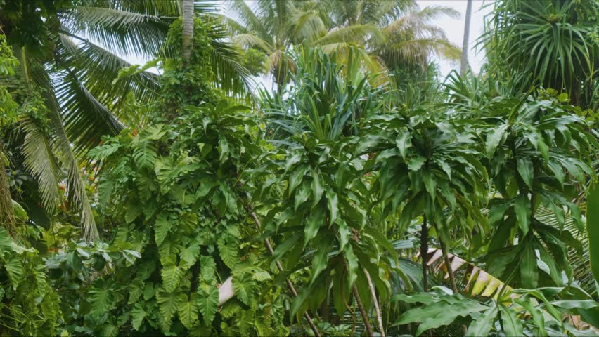 Footage showcasing the vibrant and dense tropical foliage within a botanical garden in Hawaii, featuring various trees, plants, and natural light filtering through the canopy, ideal for themes of natu