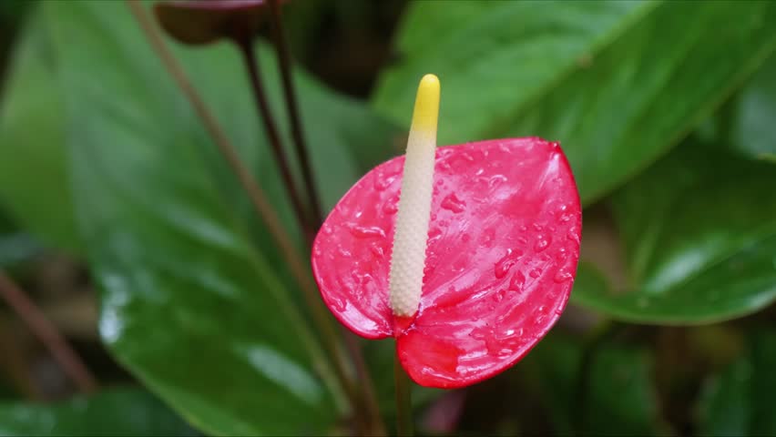 close up shot captures the exquisite beauty of a vivid red Anthurium andraeanum Flamingo Flower with its distinctive spadix, set against a backdrop of lush green foliage and glistening with raindrops,