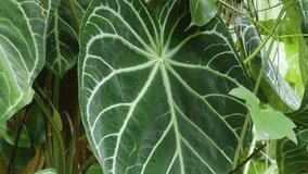 close up shot of a stunning Anthurium crystallinum leaf, showcasing its velvety dark green surface and striking white venation, thriving within the lush environment of the Hawaii Tropical Botanical Ga - Powered by Shutterstock - Get 15% off with code: PIKWIZARD15