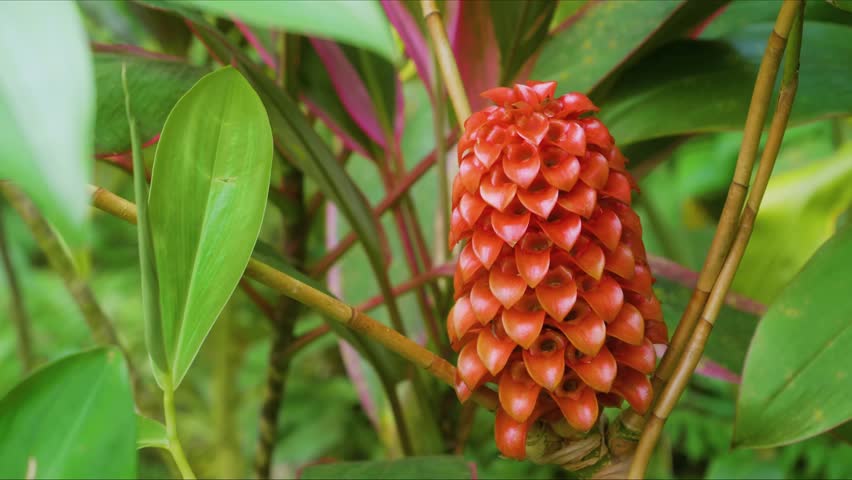 Close up footage of a striking Indonesian Wax Ginger, also known as Pineapple Ginger or Red Wax Ginger Tapeinochilos ananassae, showcasing its unique waxy red bracts and emerging yellow orange flowers