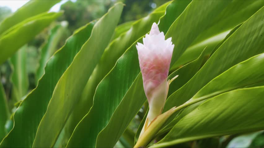 Close up shot of a vibrant pink ginger flower Alpinia Purpurata, also known as Red Ginger or Ostrich Plume, blooming amidst lush green foliage in a tropical botanical garden in Hawaii. This beautiful