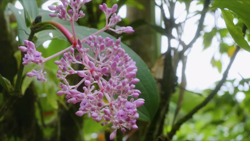 Close up footage of beautiful pink Medinilla speciosa flowers, also known as Showy Asian Grapes or Malaysian Orchids, blooming vibrantly within a lush botanical garden in Hawaii, showcasing tropical f