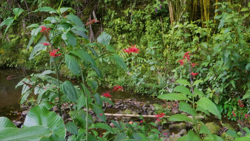 serene and verdant scene captured within a botanical garden in Hawaii, showcasing vibrant red Firespike flowers Odontonema strictum amidst lush tropical foliage and a gentle stream or pond. This foota