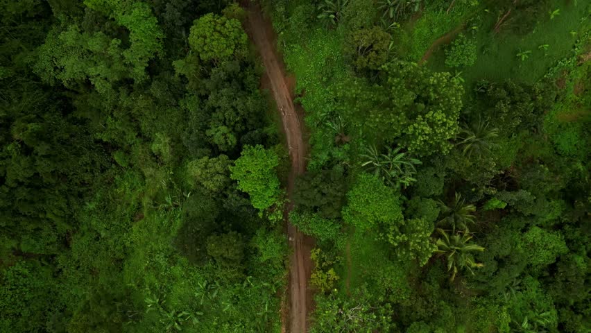An aerial shot opens at the start of a winding dirt road, then moves forward to reveal its full path through dense forest. The evolving perspective highlights isolation and natural rhythm.