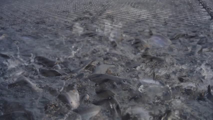 Closeup of fish farming in cages, Central Coalfields Limited has developed abandoned coal mine pits for pisciculture, providing livelihoods for displaced communities, Jharkhand
