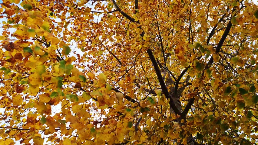 Low angle view of a linden tree canopy with golden yellow leaves. The vibrant foliage is gently swaying in the breeze during a sunny fall day