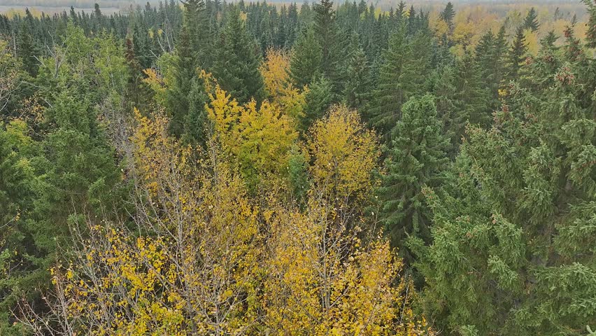 Drone flying at treetop level through a mixed forest in the Autumn