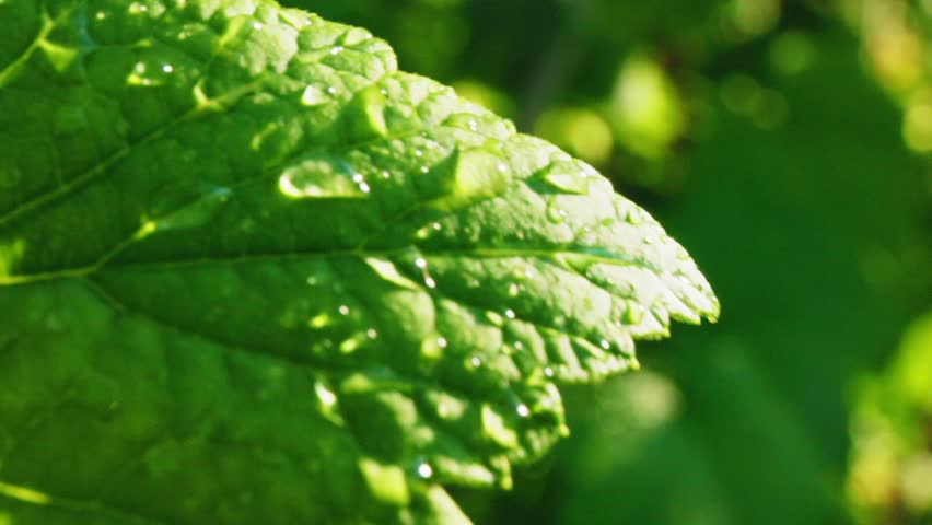 A detailed view of a lush green leaf adorned with droplets of dew, highlighting the freshness of the morning. Sunlight filters through, creating a serene atmosphere in a nature-rich environment.