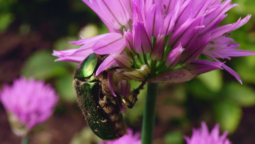 A bee hovers and collects nectar from a lush, purple flower while surrounded by blooming plants in a colorful garden. The activity highlights the beauty of nature in a sunny environment.