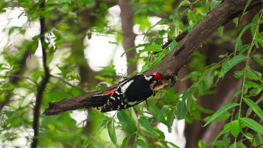 Great Spotted Woodpecker Upside Down Foraging on Tree Branch