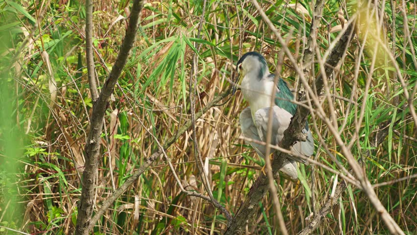 Adult Night Heron Preening and Concealed in Marsh Reeds