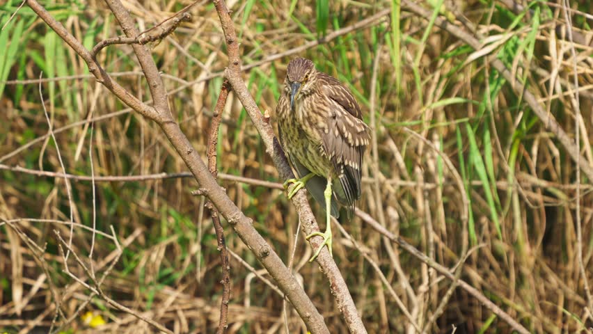 Juvenile Night Heron Camouflaged in Golden Reeds and Branches