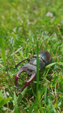 Front view of Stag Beetle struggles to move in the thick, sunlit summer grass. European Stag Beetle (Lucanus cervus) with big mandibles, is clumsily making its crawl through dense green on sunny day