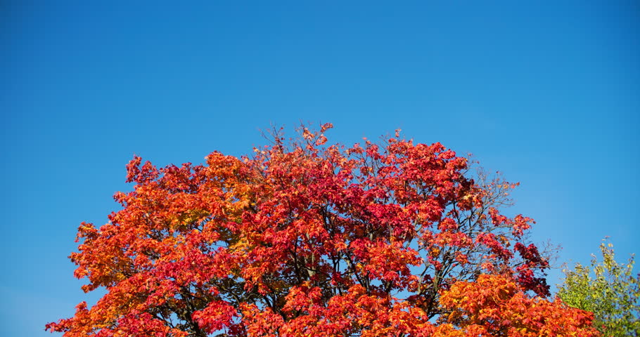 Autumn maple leaves glowing in sunlight against a clear blue sky.