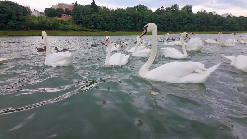 Swans in the Drava River that crosses the city of Maribor, Slovenia.