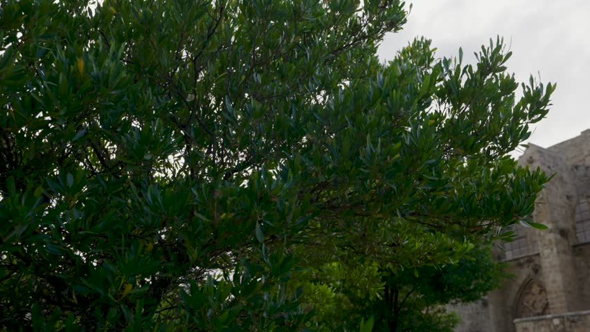 Ruins of a historic church in Northern Cyprus, showing ancient stone architecture, arched windows, and detailed masonry under a clear blue sky