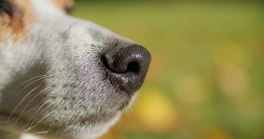 Close view of a dog nose with soft background bokeh