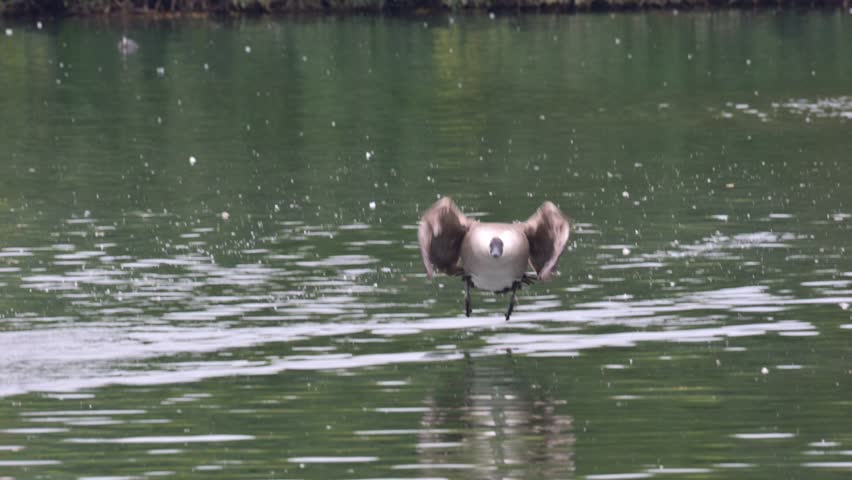 Canada Goose (Branta canadensis) coming in to to land on a lake, flying straight towards the camera. October, Kent, UK (Slow motion x5)