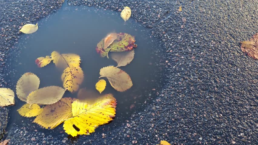 Yellow elm leaves floating in rain puddle with reflection of passerby, top-down view — urban nature mirror and seasonal stillness