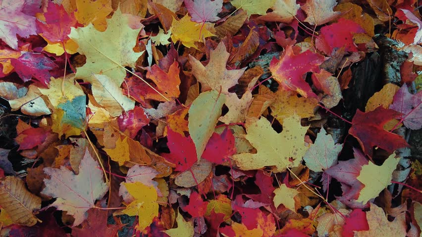Closeup view of colorful Autumn foliage on ground in Upper State New York