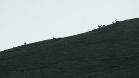 Groupe of Ibex fight and walk during sunrise in the Alps mountain - Powered by Shutterstock - Get 15% off with code: PIKWIZARD15