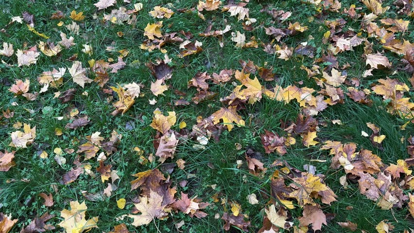 Close-up view of golden autumn leaves