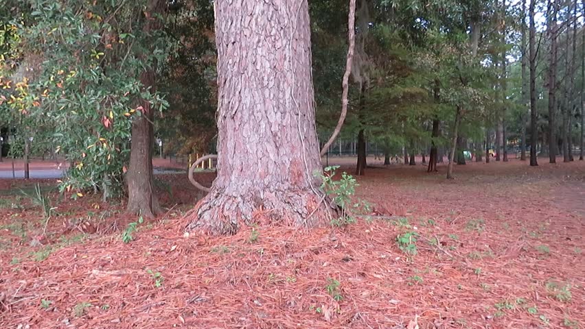 Tree in Windsor Park in Savannah, Georgia
